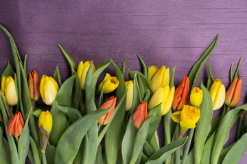 Fototapeta Wiosenny bukiet kwiatów z żółtych i czerwonych tulipanów oraz żonkili  w na fioletowym tle obraz