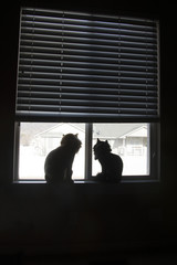 silhouette cats looking into the world