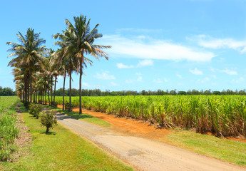 Obraz premium Agricultural landscape with palm trees and plantation of sugar cane on Mauritius Island. Agriculture in tropical climate. Renewable energy source (palm oil, biomass, ethyl alcohol).