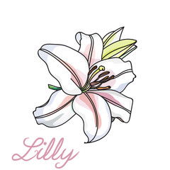 single lilly flower 