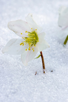 Hellebore Flower In Snow