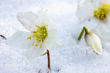 Hellebore flower in snow - obrazy, fototapety, plakaty