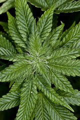 marijuana plant closeup