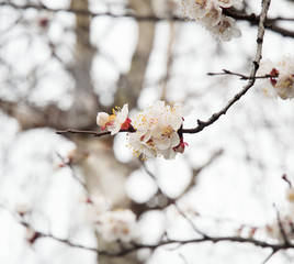 close up of spring tree flower 