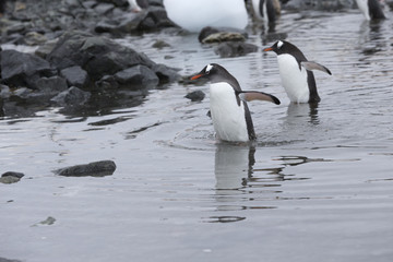 Gentoo Penguins at Paradise Harbour, Antarctica. 