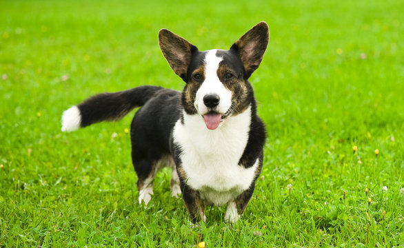 Welsh corgi kardigan