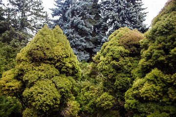 Landscape with blue spruces and juniper trees