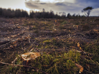 Stump in focus and cut down forest.