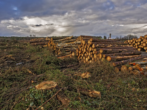 Stump and logs.