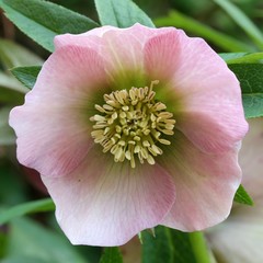 Hellebore - Helleborus