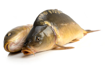mirror carp - weighing 3 pounds of fish