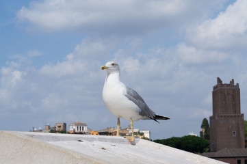 Inspirational image of european herring gull (Larus argentatus) looking leftside with european city in the background