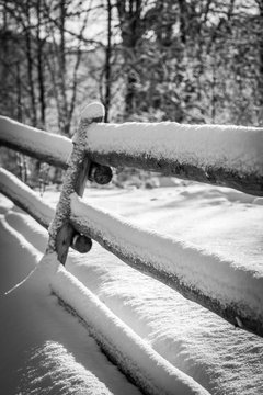 Fence and tree covered with snow