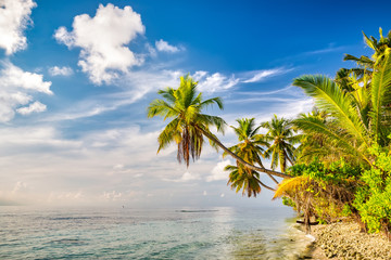 Beautiful palm trees on maldivian beach