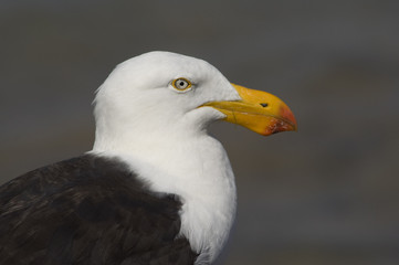 Pacific gull on the New South Wales coast, Australia