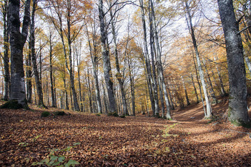 Obraz premium Il bosco rosso