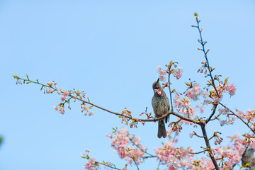 ひばりと梅の花