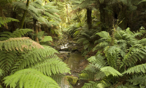 Tarra-Bulga National Park In  East Gippsland  Victoria Australia ,