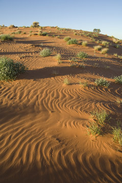 Desert sand dunes at Merty Merty in the Strzelecki desert northern  South  Australia