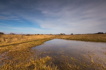 Early springtime on meadow near wetlands