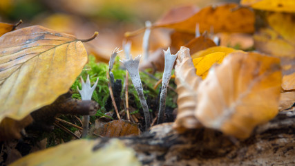 Geweihförmige Holzkeule (Xylaria hypoxylon) im Herbstlaub