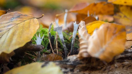 Foto op Canvas Geweihförmige Holzkeule (Xylaria hypoxylon) im Herbstlaub © mirkograul
