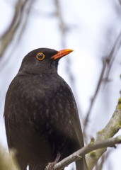 Blackbird (Turdus Merula)