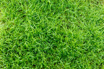 Green grass seamless texture top view. Seamless in only horizont