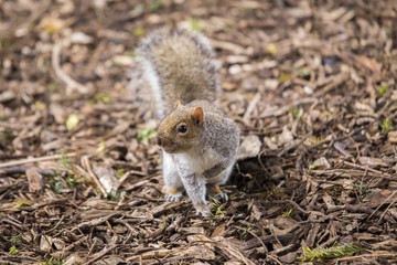 Grey Squirrel (Sciurus carolinensis)