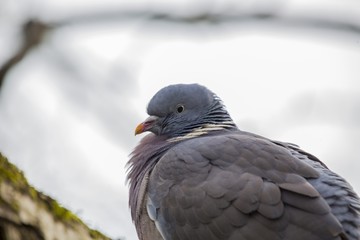 Wood Pigeon (Columba palumbus)