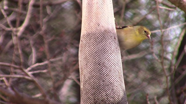 beautiful American goldfinch perched on nyjer seed sock and competing with another goldfinch