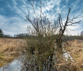 Early springtime on meadow near wetlands