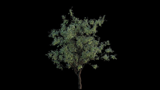 Growing tree (with alpha matte, full hd)