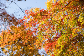 Red and orange maple leaf in mid autumn Japan