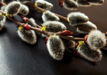 Pussy willow, on the willow trees when the spring is coming and a cheerful view