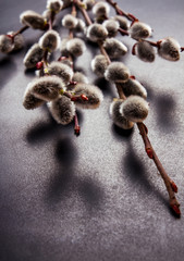 Pussy willow, on the willow trees when the spring is coming and a cheerful view