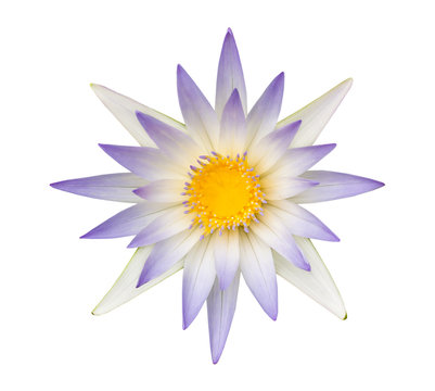 Fototapeta Blue lotus or Blue water lily isolated