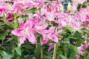 Close up of pink lily flower