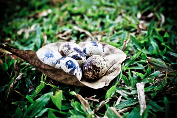 Quail egg with dark vintage tone.