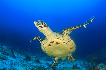 Naklejka na ściany i meble Hawksbill Sea Turtle feeding on coral