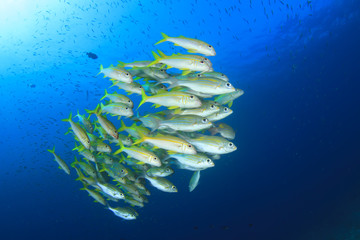 Fish school on underwater coral reef in sea ocean 