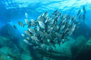 Fototapeta premium Szkoła rybna na podwodnej rafie koralowej w oceanie morskim
