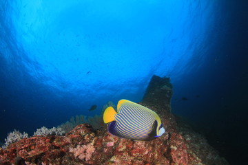 Emperor Angelfish on underwater coral reef in ocean