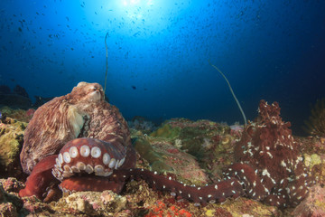 Pair Octopus mating