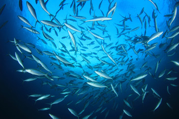 Fototapeta na wymiar Tuna fish underwater in sea ocean