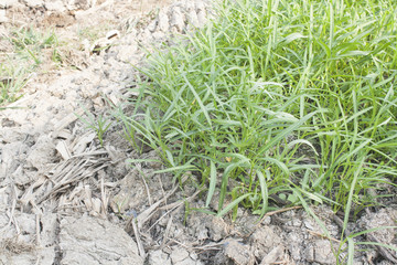 morning glory on dry cracked ground