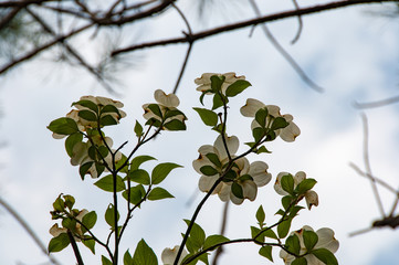 Dogwood