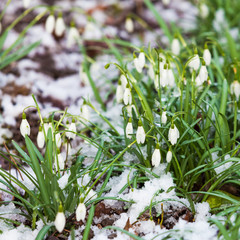 snowdrop, Galanthus nivalis. first spring flowers, snowdrops in