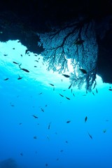 Fototapeta premium イソバナと青い海