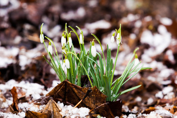 snowdrops  under the snow. flowers blooming in winter